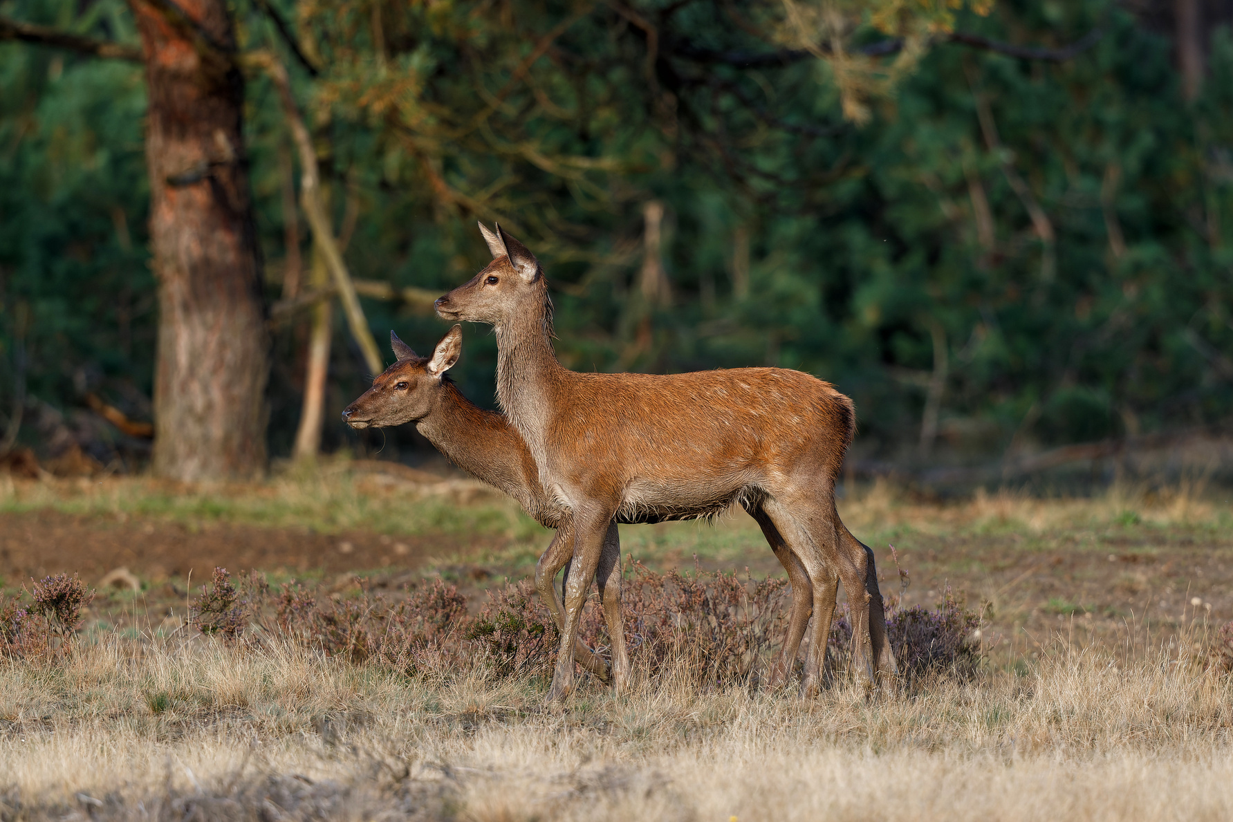 Red deer female and calf in National Park Hoge Veluwe